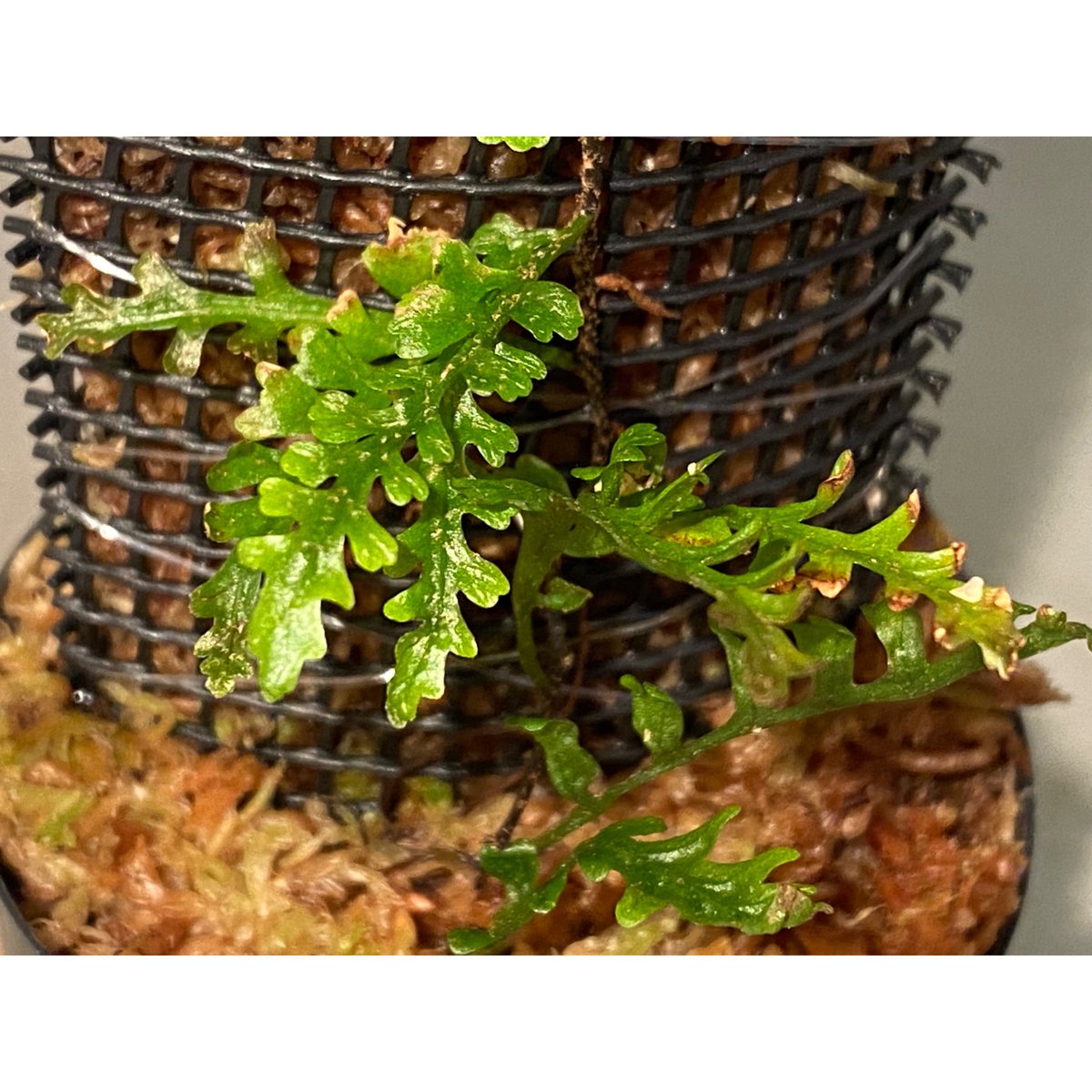Teratophyllum aculeatum Nanga pinoh【TB便】 Teratophyllum aculeatum from Nanga pinoh [TB] |