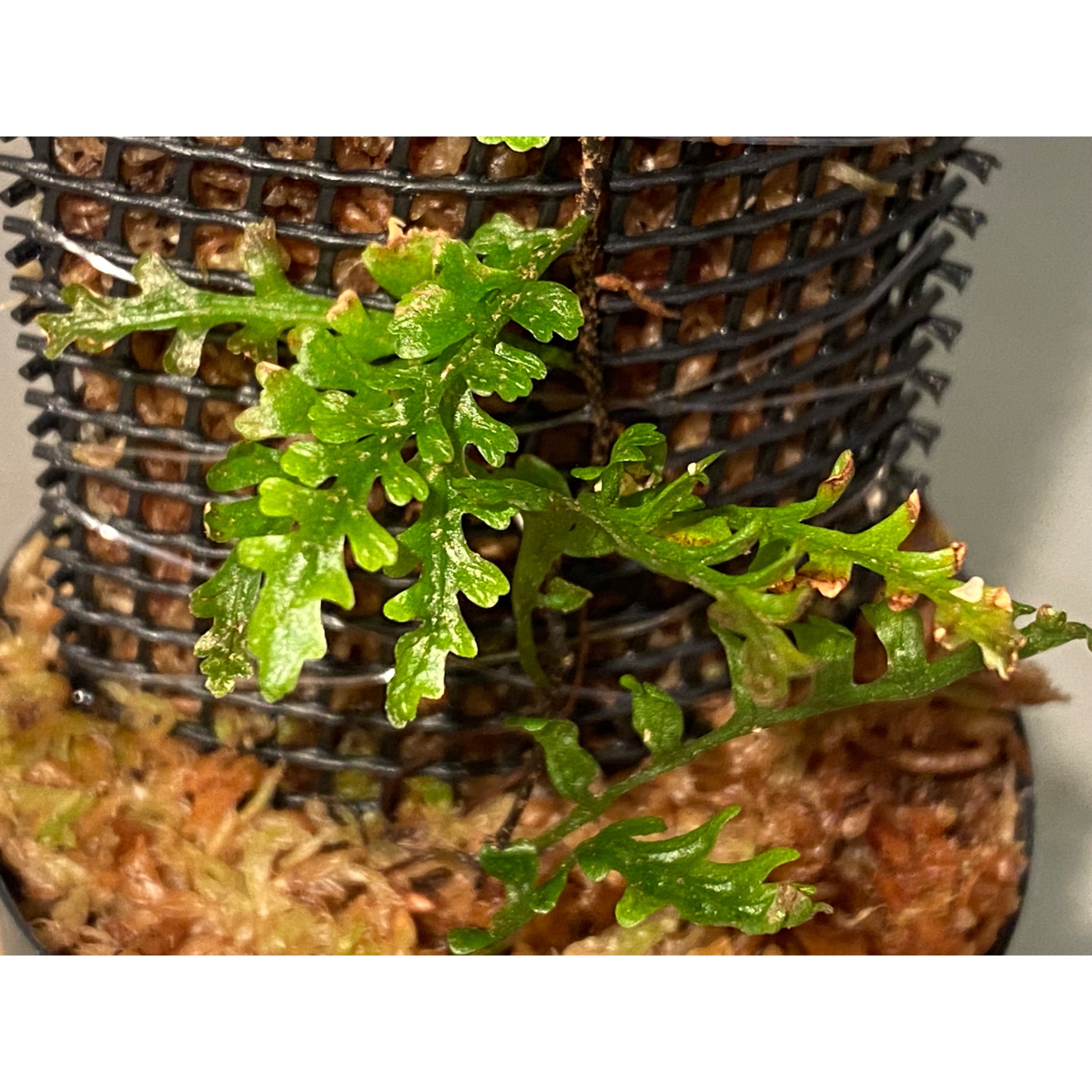 Teratophyllum aculeatum Nanga pinoh【TB便】 Teratophyllum aculeatum from Nanga pinoh [TB] |