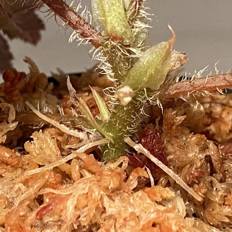 Begonia cv. Jaggy [LA0314-00-f1]