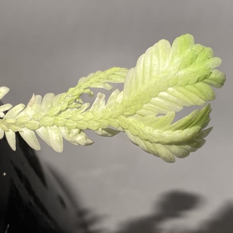Selaginella sp. バリエガータ from "Nanga pinoh" [TB]
