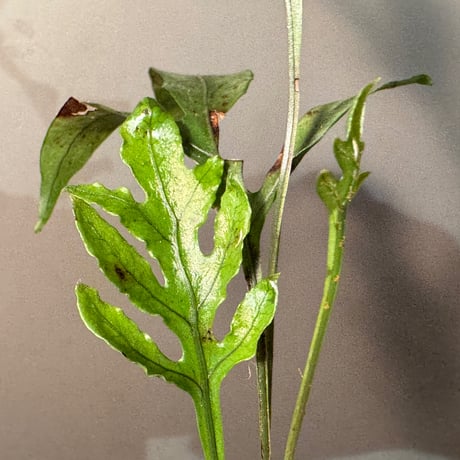 Colysis sp. from Son La Vietnam
