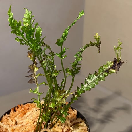 Bolbitis sp. from Kidapawan Mindanao