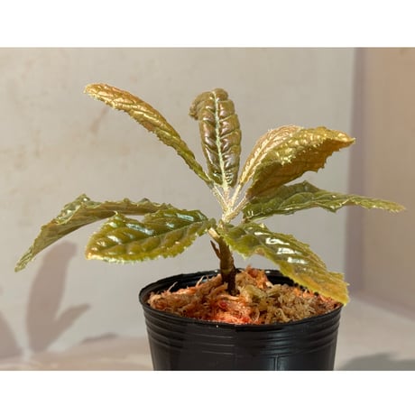 Ardisia sp. from Bengkulu [LA0315-1]
