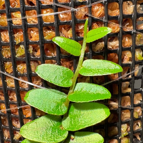 Marcgravia sp. "Green leaf type" from Tarapoto Peru alt1,000m