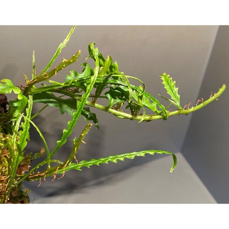 Solanopteris bifrons from Madre de Dios [LA1017-04]
