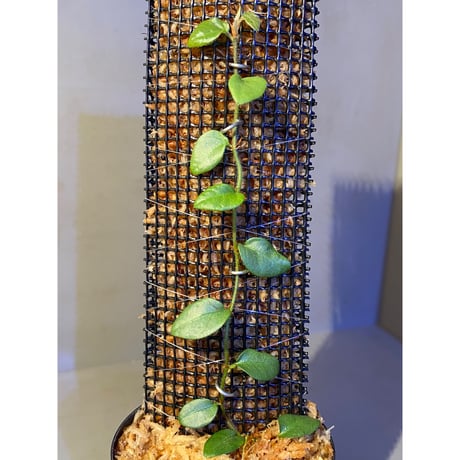 Ficus sp. from Murung raya [LA0515-05]