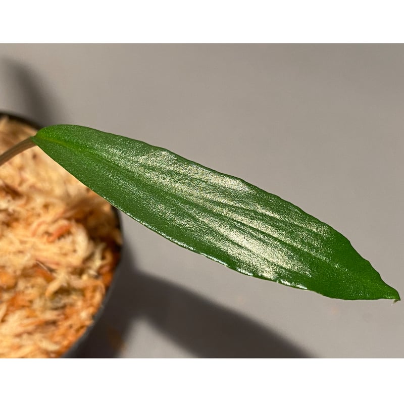 Homalomena vittifolia from Sulawesi [LA0811-00]