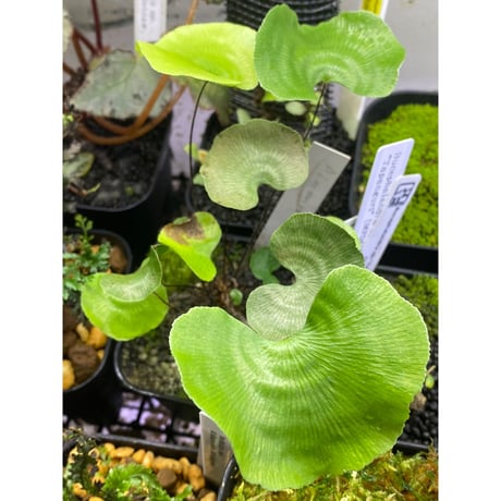Adiantum reniforme