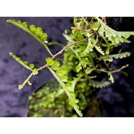 Teratophyllum aculeatum from Nanga pinoh [TB]