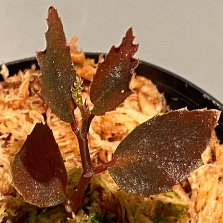 Begonia sp. from Julau [R1214-01b]