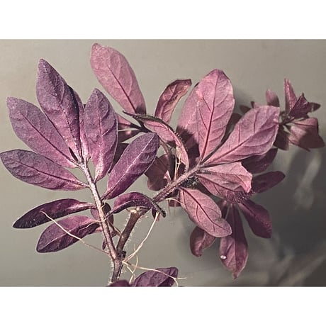 Solanum uleanum ②