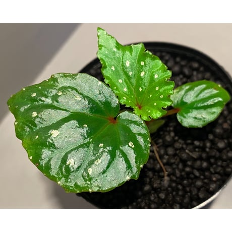 Begonia sp. from Keningau [TK190217]