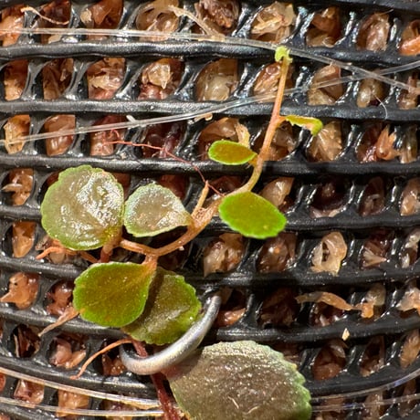 Marcgravia sp. from Tarapoto Peru