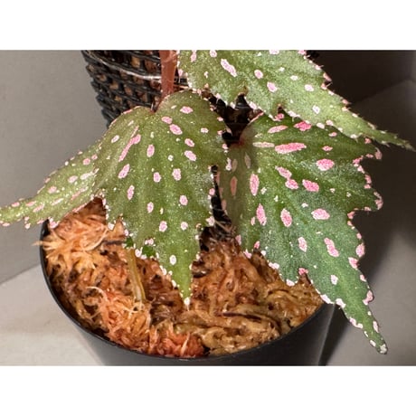 Begonia sp. from Luzon Aurora Philippines 標高500m付近　[KSB]