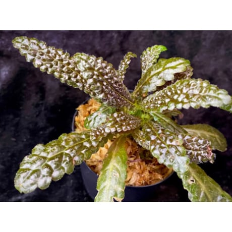 Nautilocalyx pemphidius
