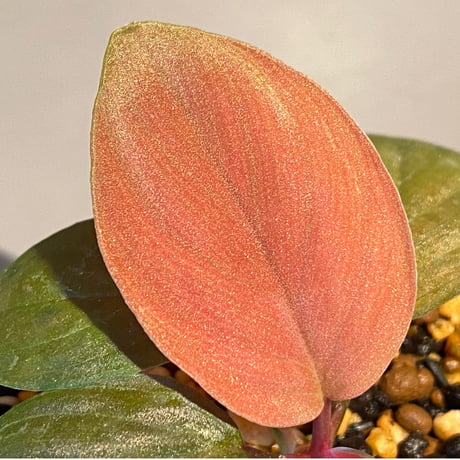 Homalomena sp. from Lundu [TK231017]