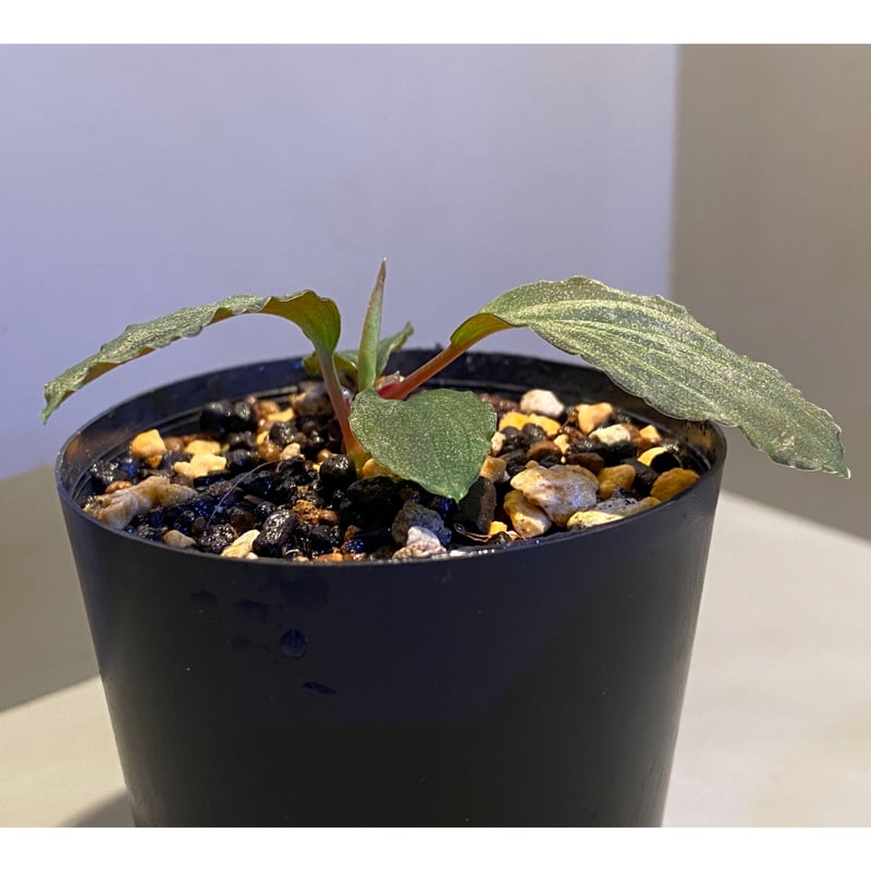 Homalomena sp. Sabah-2 [R1217-01c] | M・R・G・R