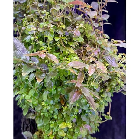 Pilea imparifolia from Iquitos Peru [tanakay]