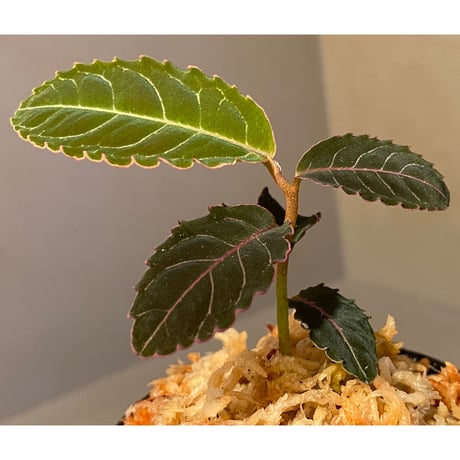Labisia sp. from Riau Sumatera