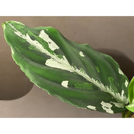 Aglaonema pictum "草わるん18" from Tigalingga [ AZ0818-6h]