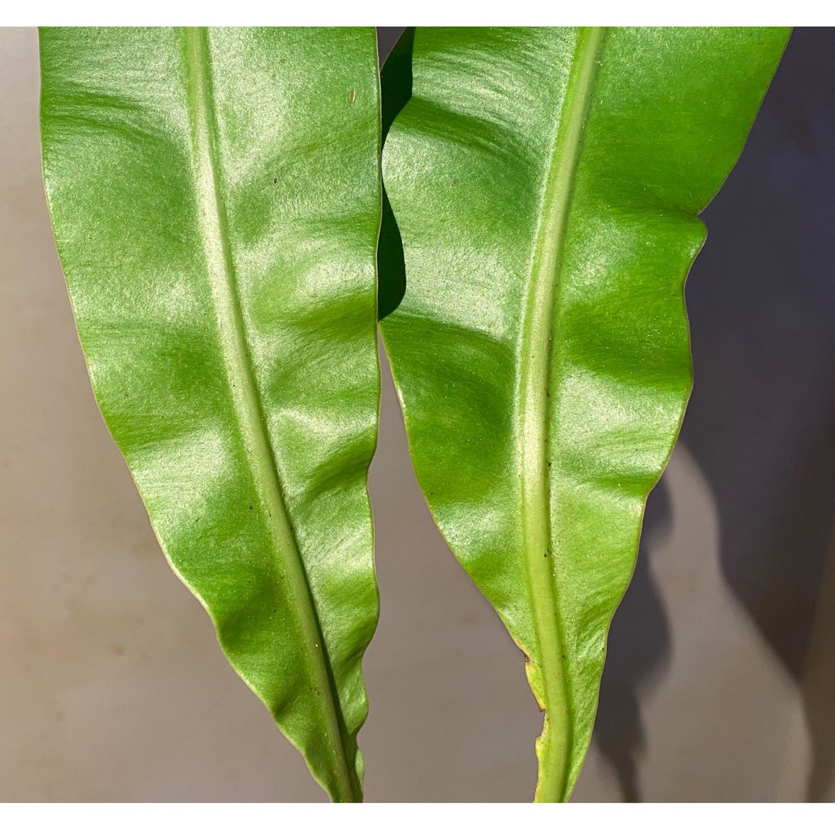 Elaphoglossum lanceolatum sp1 | M・R・G・R