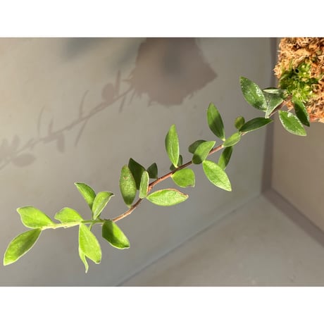 Ceratostema kiatana