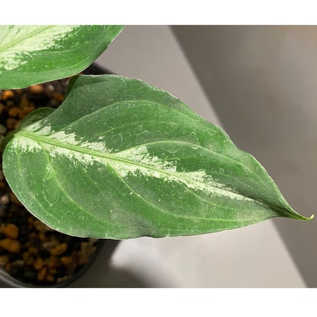 Aglaonema pictum GW1908-7 "Padang sidempuan" [TB]