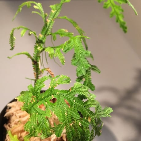 Selaginella biformis [STRINGE PLANTS]