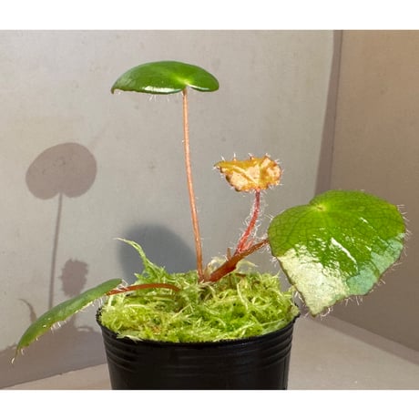 Begonia cf. ferox from Cao Bang [YH040519BK] TK