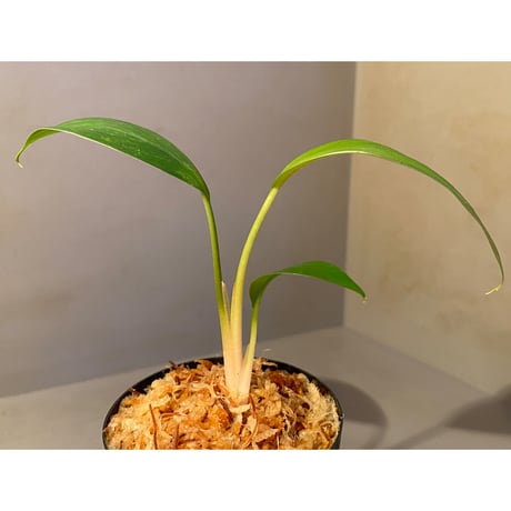 Homalomena sp. from Kuala Balah [TK270316] ②