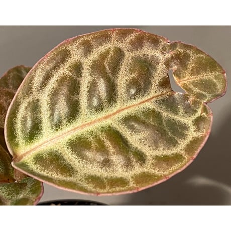 Ardisia sp. "Turtle Back" from Borneo