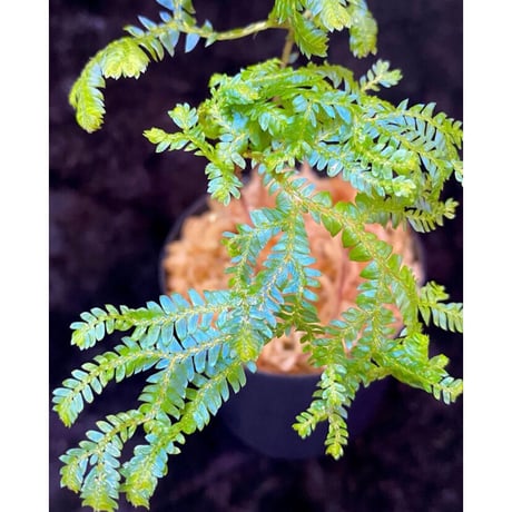 Selaginella siamensis