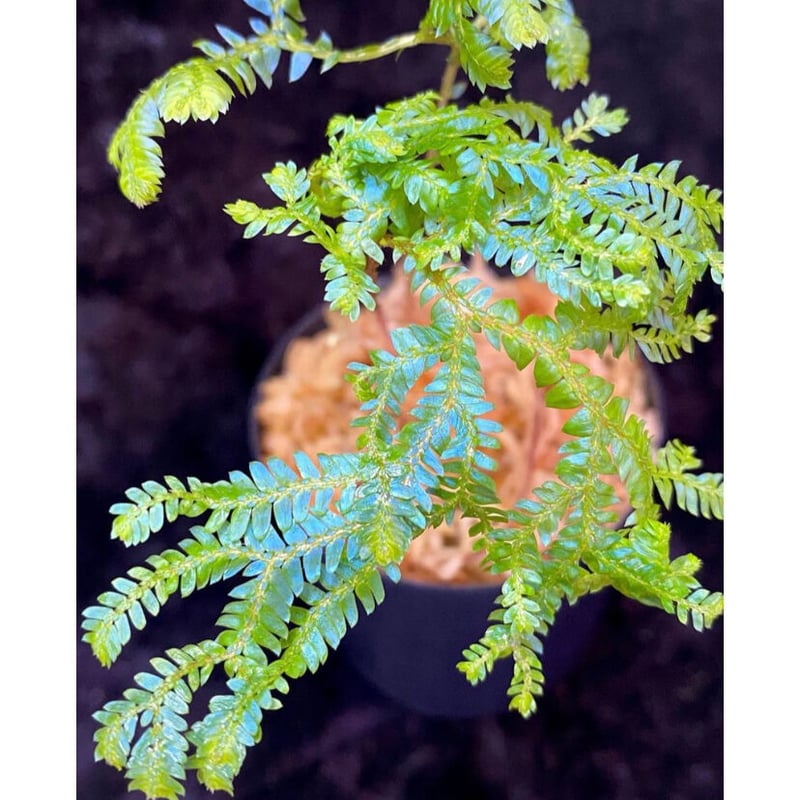ゼラギネラ　サイアメンシス Selaginella siamensis セラギネラ サイアメンシス｜Yahoo
