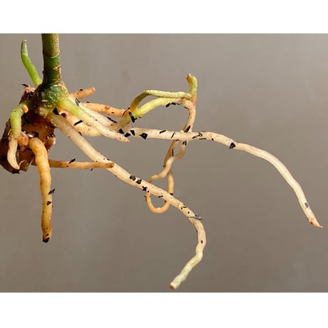 Aglaonema pictum tricolor "Siberut1.5" [LA021212-00]