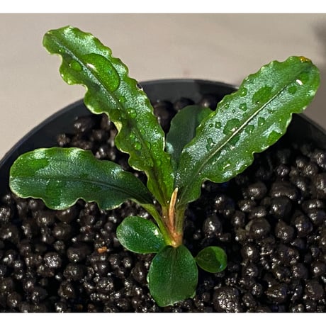 Bucephalandra sp. "MEDUSA"
