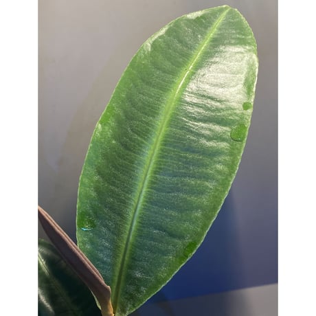(大株) Ardisia sp. from Aceh Selatan [HW0816-03]