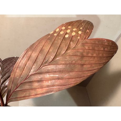 Pinanga veitchii from Sanggau West Kalimantan