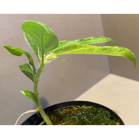 Elatostema sp. from Nopphitam [TK260915]