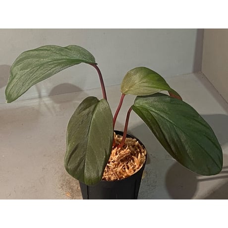 Homalomena cf. humilis from Sumatera Barat [LA0719-02]