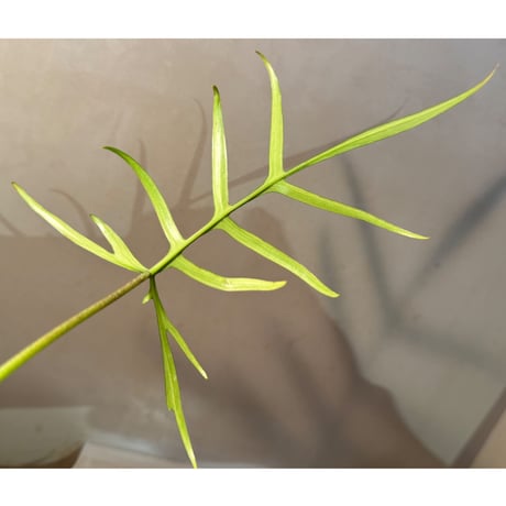 (常湿育成中) Philodendron polypodioides