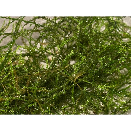 Moss from Borneo