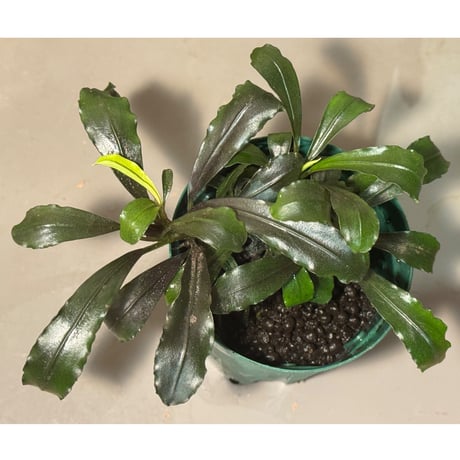 ブセファランドラ | STORES