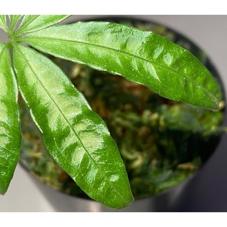 Anthurium polyschistum from Napo Ecuador [tanakay]