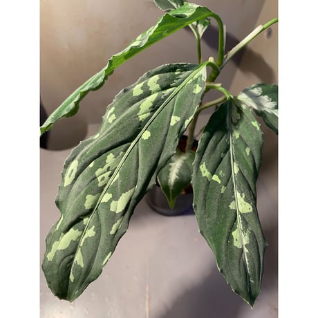 Aglaonema pictum JW1808 from Lebong  Bengkulu [TB]