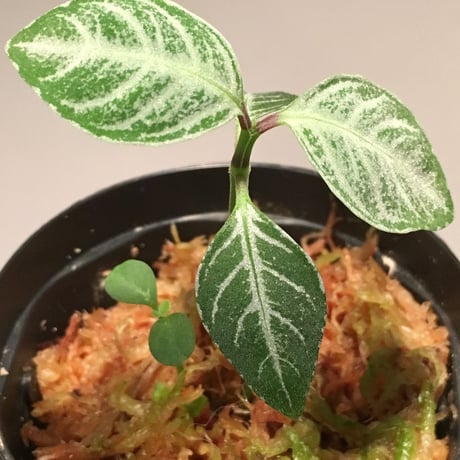 Acanthaceae gen. from Selangor alt 400 [TK050315]
