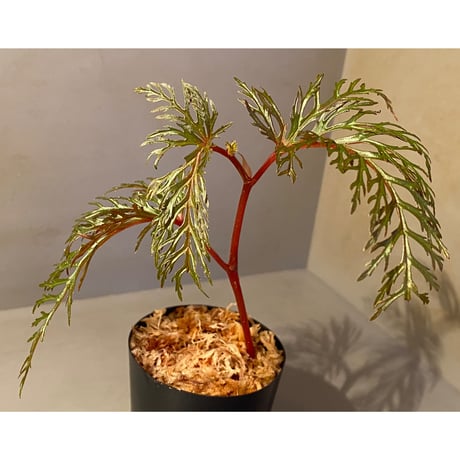 Begonia bipinnatifida