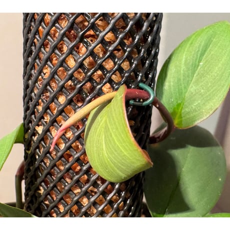 Philodendron sp. from Iquitos Peru [tanakay]