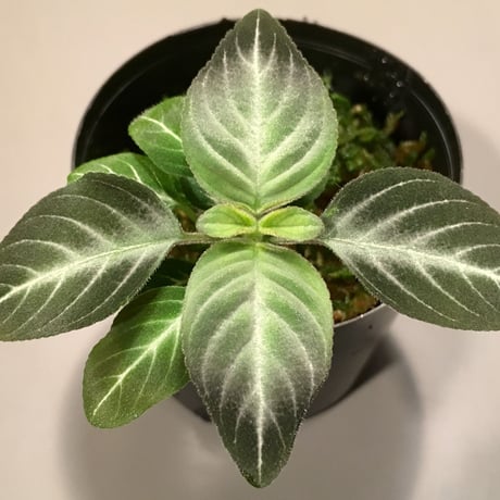 Gesneriaceae gen. from Kalimantan  Barat