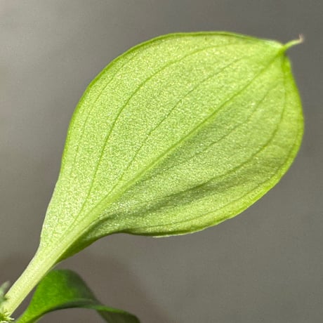 Homalomena sp . from Jerteh [TK090118-2]