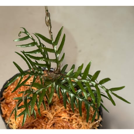 Labisia sp. from Central Papua